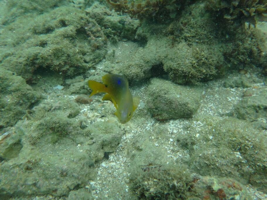 Lindo Flat Terreo Em Porto De Galinhas Lägenhet Exteriör bild