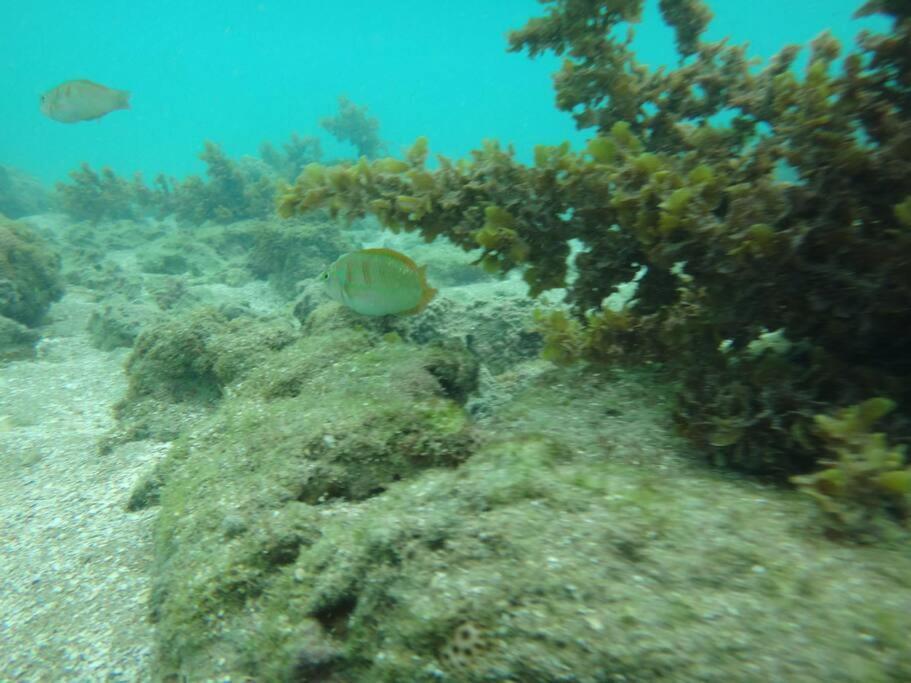 Lindo Flat Terreo Em Porto De Galinhas Lägenhet Exteriör bild